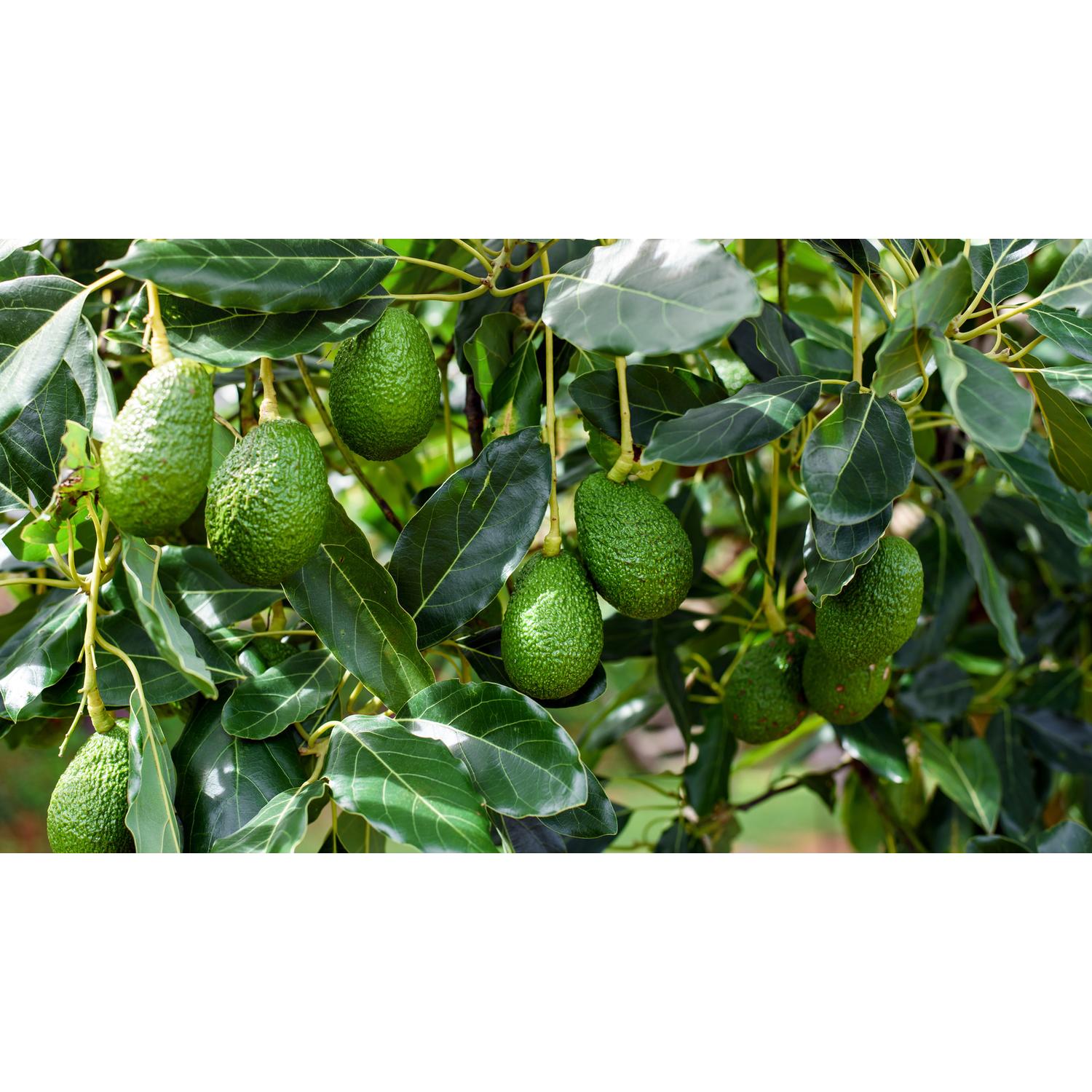 Avocado Hass fa eladó | Citrus és Pálma - Kertészet Webshop